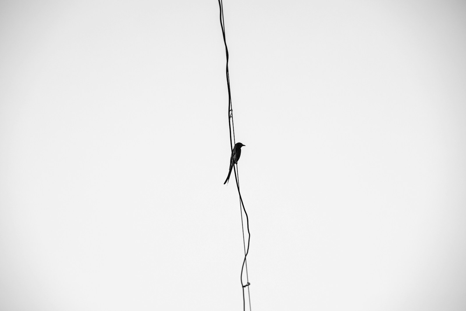 black bird on black wire